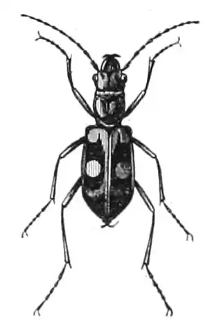 Pseudoxycheila bipustulata