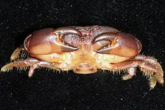 Pseudozius caystrus