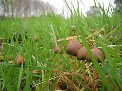 Psilocybe semilanceata