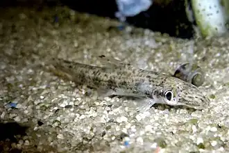 Psilorhynchus sucatio