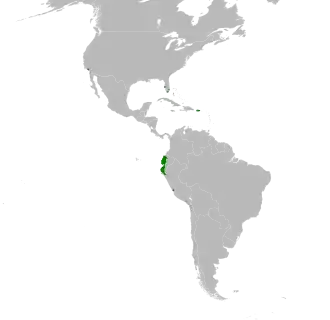 Ecuadoraratinga