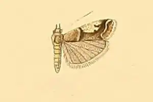 Psorosa tergestella