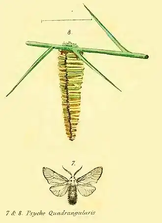 Amicta quadrangularis