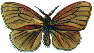 Kleine reuzenzakdrager