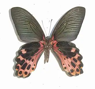 Papilio thaiwanus