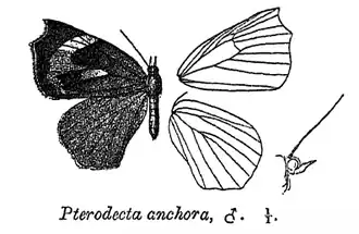 Pterodecta anchora