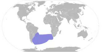 Schlegels stormvogel