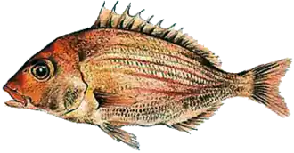 Pterogymnus