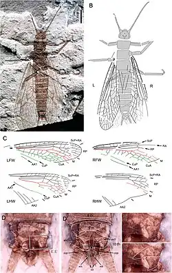  Een exemplaar van Pteroliriope sinitshenkovae uit het Midden-Jura. Deze fossiele soort leefde in China en is tot in detail gereconstrueerd.