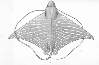 Aetomylaeus asperrimus
