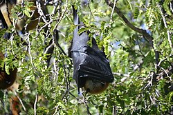 De rode vleerhond is de grootste vleermuissoort van Madagaskar.