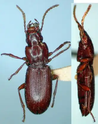 Pterostichus deino
