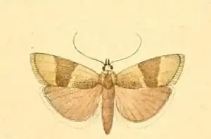 Pterothrixidia