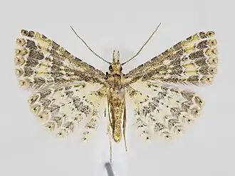 Pterotopteryx dodecadactyla