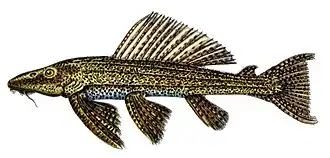 Pterygoplichthys pardalis