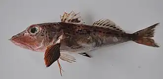 Pterygotrigla hemisticta