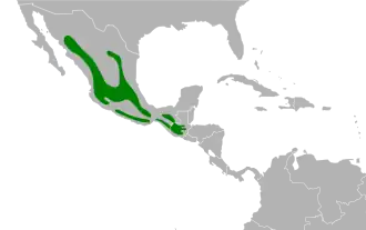 Grijze zijdevliegenvanger