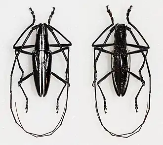 Ptychodes mixtus
