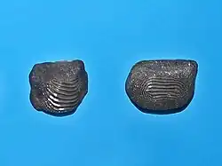 Tanden van Ptychodus decurrens uit de Verenigde Staten