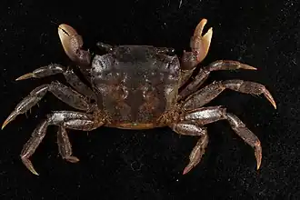 Ptychognathus easteranus