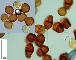 Urediniosporen en teliosporen