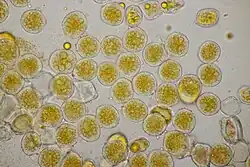 Aeciosporen op harig wilgenroosje