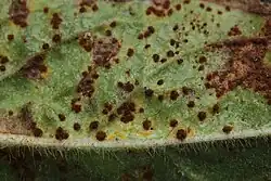 Uredinia op harig wilgenroosje