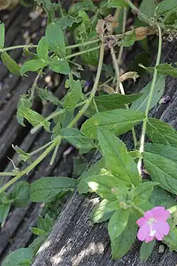 Bovenkant blad met telia van harig wilgenroosje