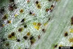 Oranjegele spermogonia