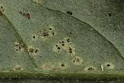 Telia op akkerdistel