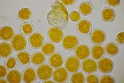 Aeciosporen op gewone smeerwortel