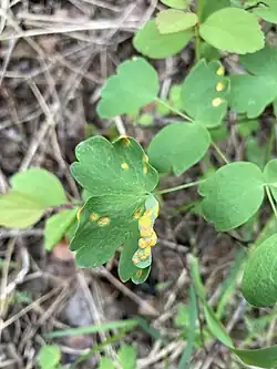 Spermogonia en aecia op Thalictrum occidentale