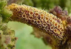 Brandnetelroest met aecia