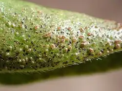 Aecia en spermogonia