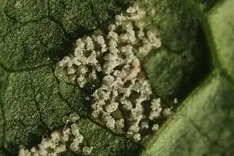 Uredinia bij Pucciniastrum areolatum op gewone vogelkers