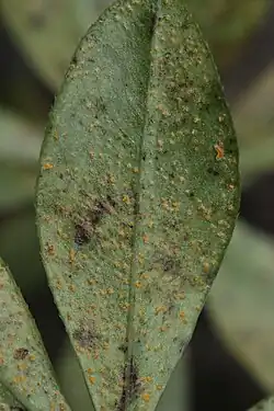 Uredinia lievevrouwebedstro