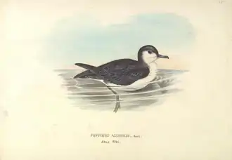 Pacifische kleine pijlstormvogel