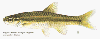 Notropis anogenus