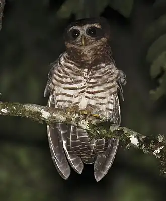 Gestreepte maskeruil