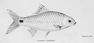 Puntius parrah
