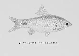 Puntius punctatus