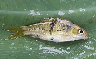 Puntius kuchingensis