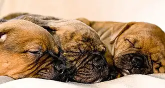 Pups van de Olde English Bulldogge