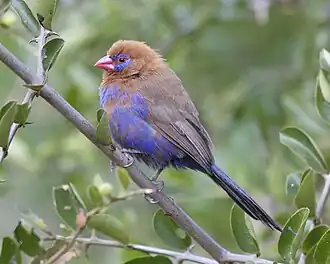 Blauwbuikgranaatastrild