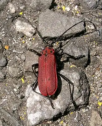 Purpuricenus temminckii