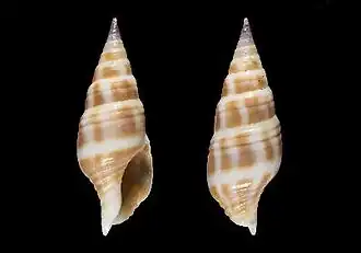 Pusionella ghanaensis