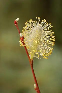 Mannelijk katje van een wilgensoort