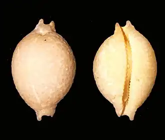 Pustularia cicercula