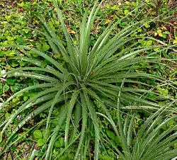 Puya alpestris