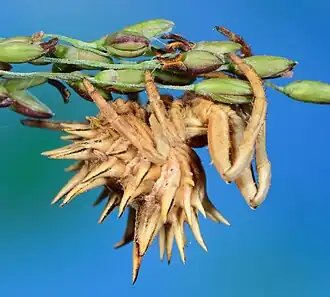 Pycnacantha tribulus